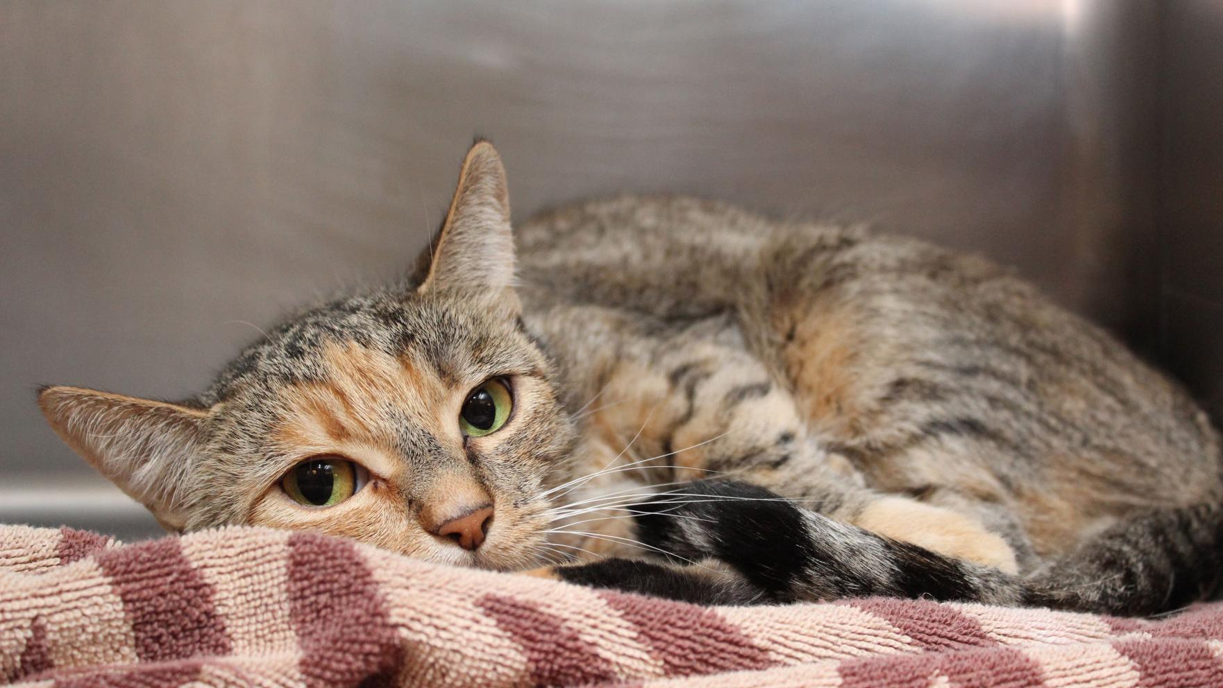 Tucson's PACC offers $5 cat adoption promotion